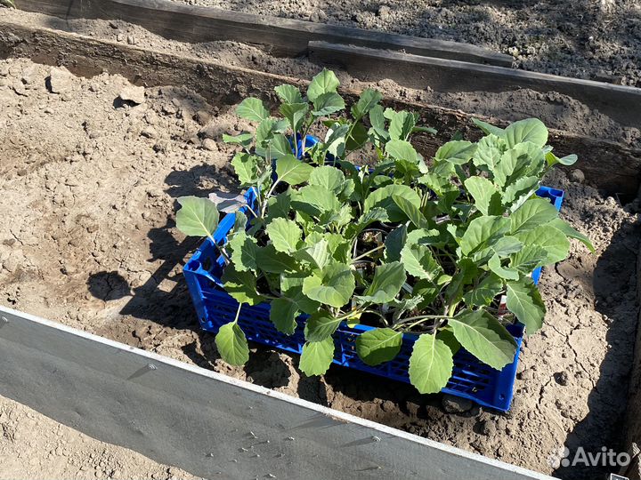 Капуста и Бархатцы