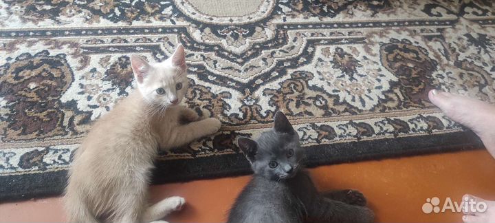 Котята в добрые руки. Мальчики, 2 месяца