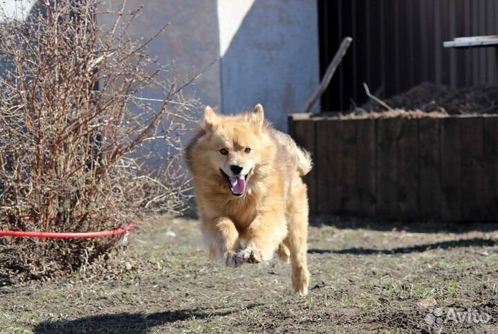 Рыжая б/п собака