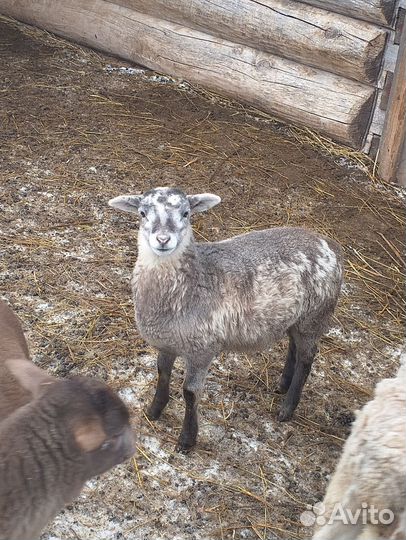 Ягнята дорпер