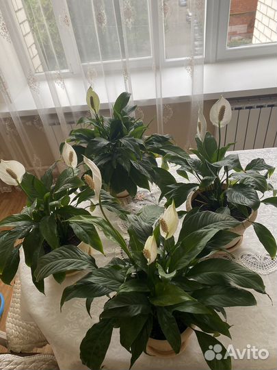 Комнатные растения спатифиллум