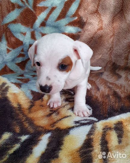 Джек рассел терьер щенки