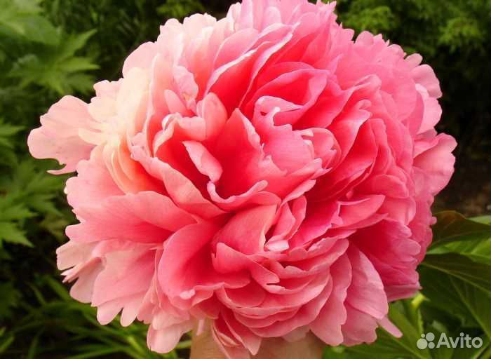 Пионы деленки Glowing Raspberry Rose