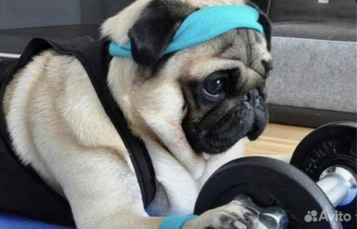 Мопс вязка мальчик