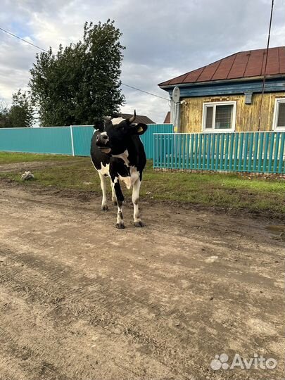 Корова дойная хорошая
