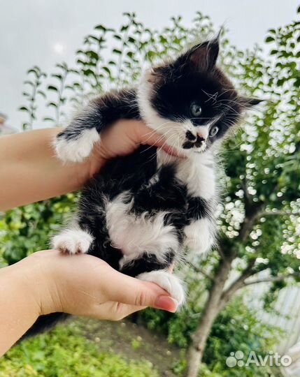 Британские котята