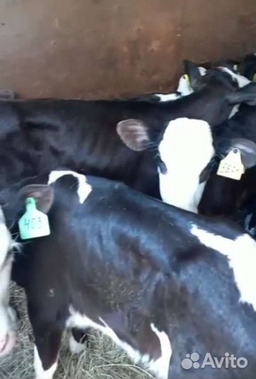 Бычки мясного направления