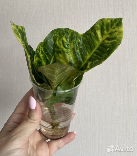 Кротон кодиеум