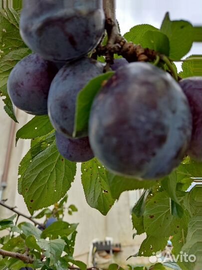 Малина ягоды свежие, Слива крупная сладкая
