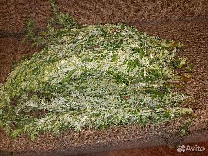 Полынь в пучках