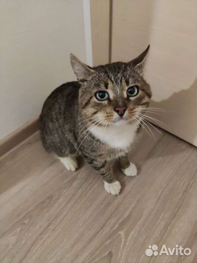 Славный котик в дар