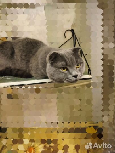 Британец вислоухий