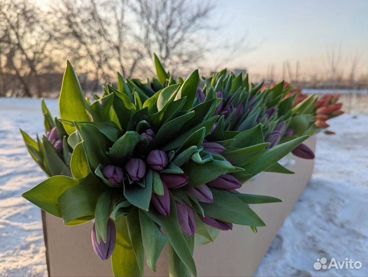 Продажа тюльпанов