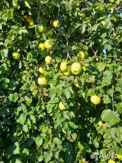 Яблоки оптом