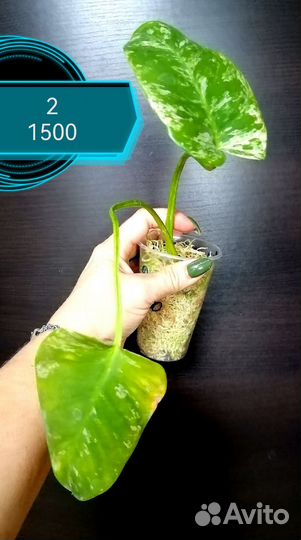 Филодендрон Гигантум Вариегатный Близзард