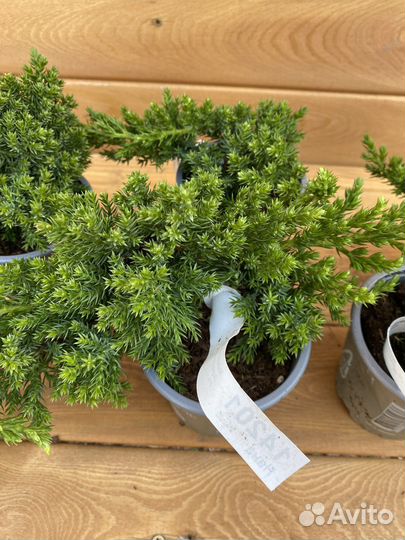 Можжевельник лежачий Нана