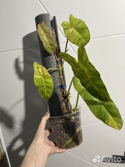 Филодендрон Параисо Верде