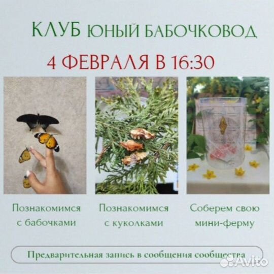 Клуб мастер класс Юный бабочковод, юный энтомолог