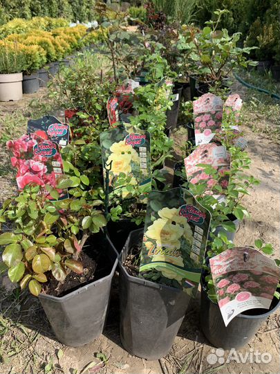 Розы в ассортименте