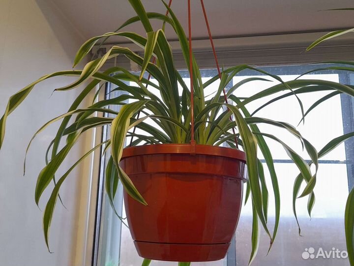 Хлорофитум