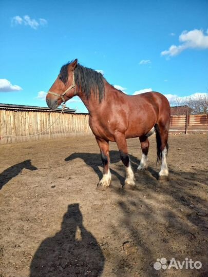 Продам тяжеловоза