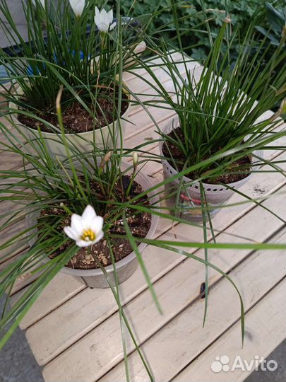 Комнатные растения/Зефирантес