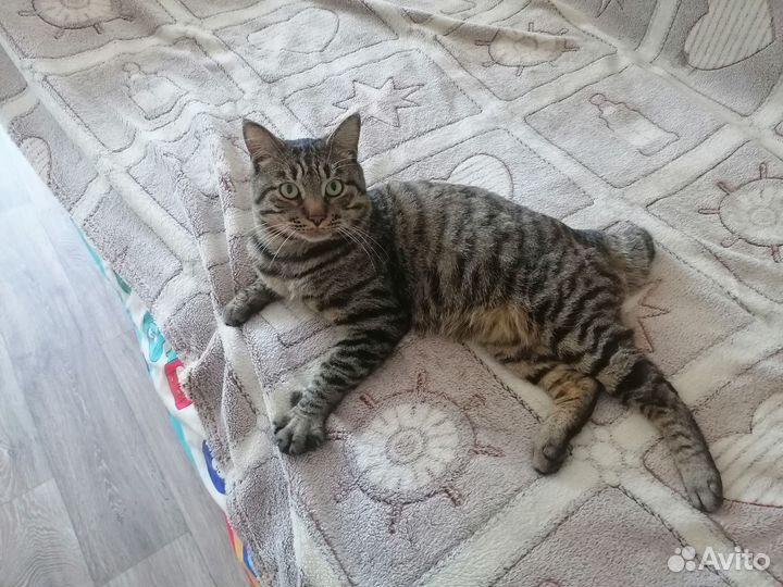 Кот вязка курильский бобтейл