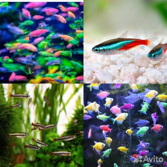 Аквариумные рыбы