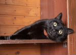 Шикарный черный кот, 3 года