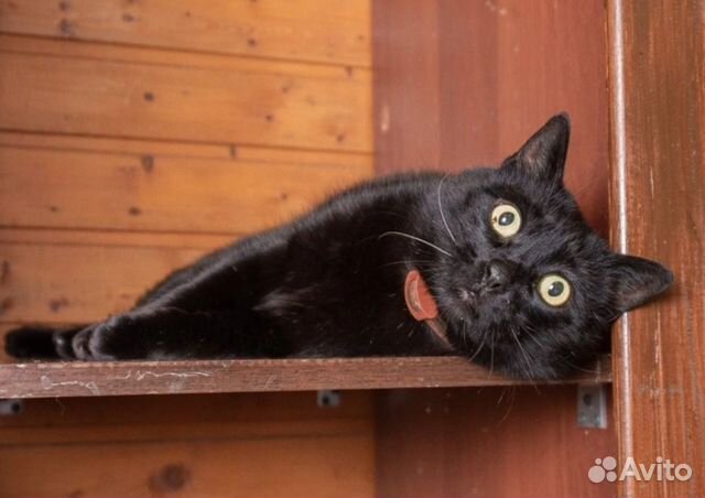 Шикарный черный кот, 3 года объявление продам
