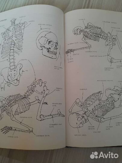 Книга для художников, Рисунок. Человеческое тело
