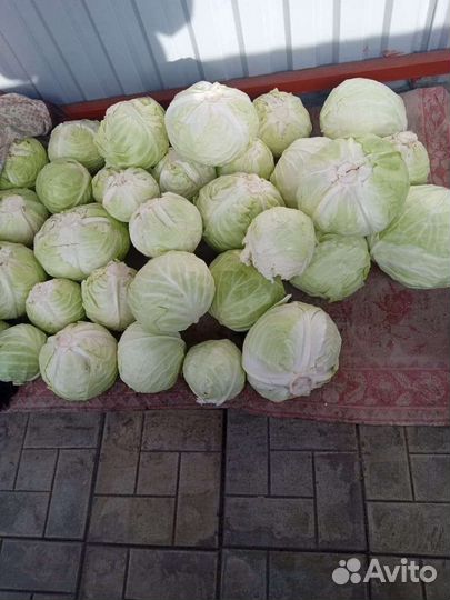 Капуста
