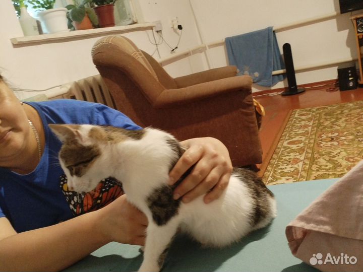 Котята отдам в добрые руки бесплатно