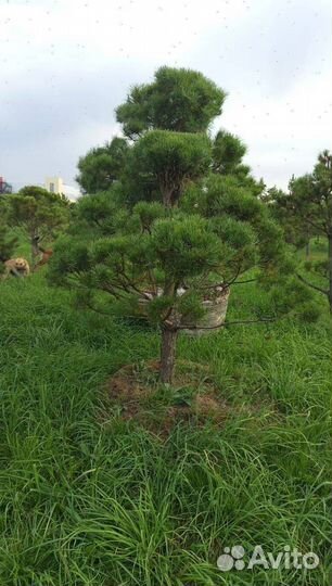 Можжевельник Блю Эрроу с гарантией приживаемости