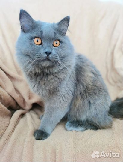 Британский кот