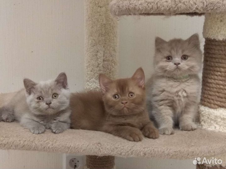 Британские котята