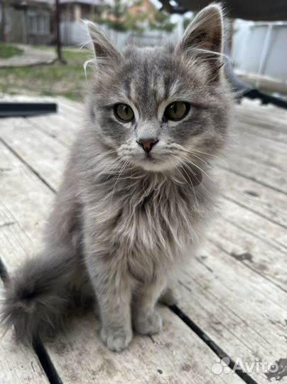 Котик бесплатно