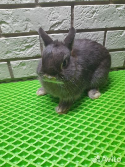 Декоративные карликовые кролики