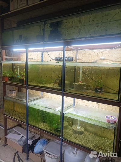 Рыборазводня