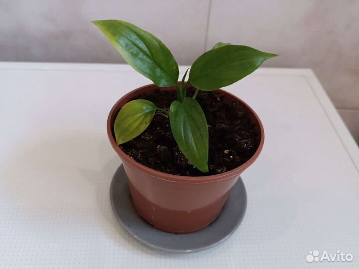 Спатифуллум