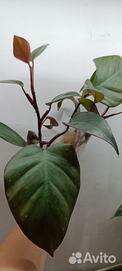 Филодендроны разные