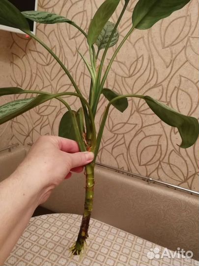Домашние цветочки