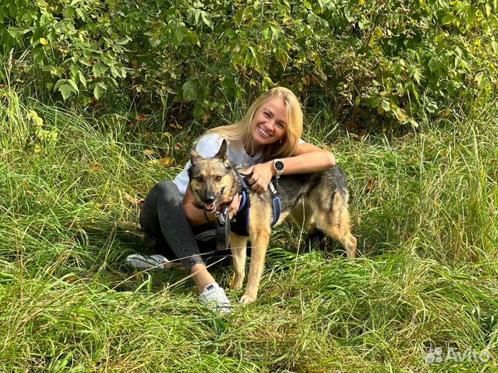 Нежная собака из приюта Тося ищет дом