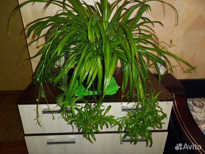 Хлорофитум