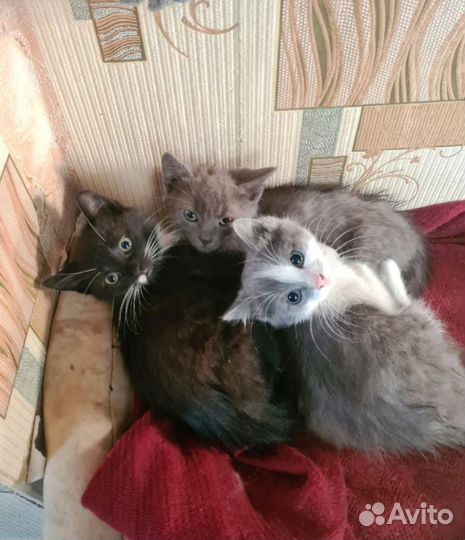 Кошка в дар бесплатно