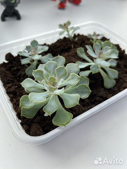 Суккуленты