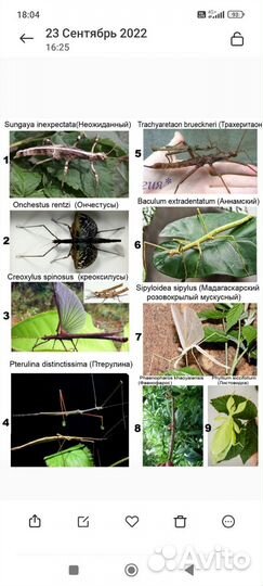 Палочники разные виды