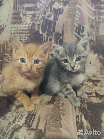 Отдам котят