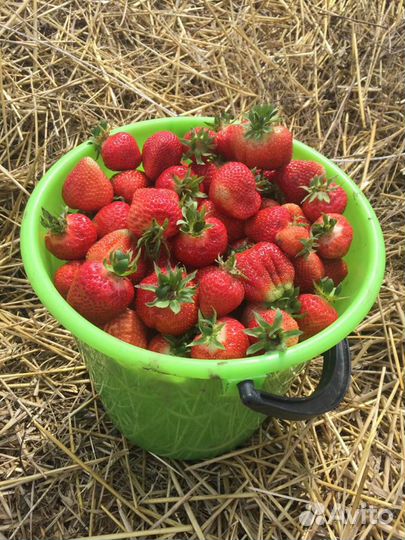 Саженцы клубники (садовой земляники) сорт Мальвина