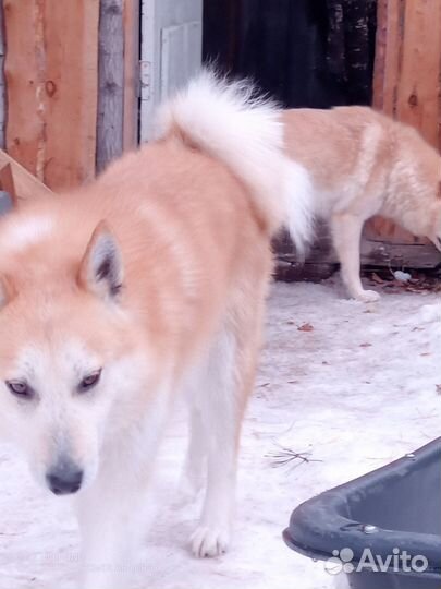 Западно сибирская лайка